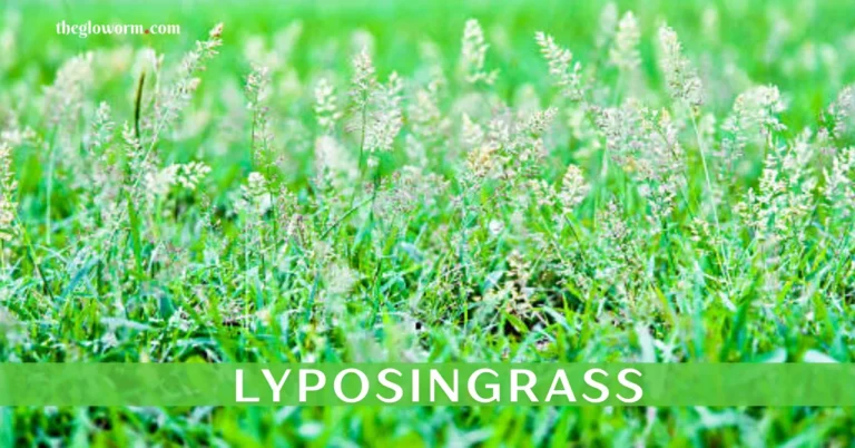 lyposingrass
